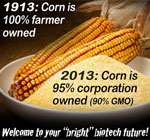 toxicity-GMO-bt-corn