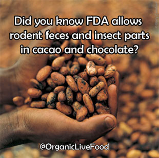 Did-you-know-FDA-allows-rodent-feces-and-insect-parts-in-cacao-and-chocolate