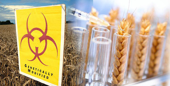 GMO-wheat