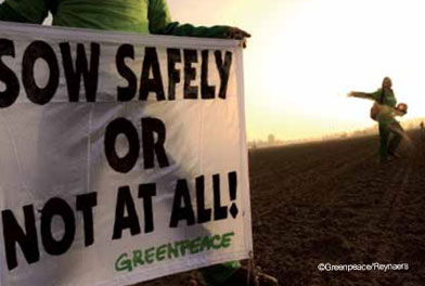 Greenpeace-protestors-destroyed-a-GMO-test-field-trials