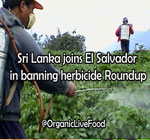 Sri Lanka joins El Salvador in banning herbicide Roundup linked to a wide range of diseases including fatal chronic kidney disease