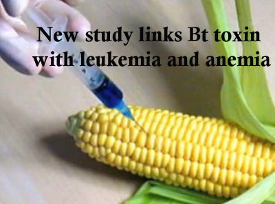 study-links-gmo-leukemia-anemia