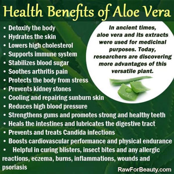 health-benefits-of-aloe-vera-plant-improving-digestion