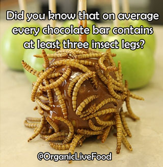 on-average-every-chocolate-bar-contains-at-least-three-insect-legs
