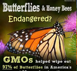 roundup-bt-toxin-are-destroying-our-health-killing-birds-bees-lady-bugs-butterflies
