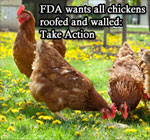 FDA-guidelines-about-free-range-chickens-arsenic-contamination-nitarsone-drug