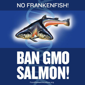 FDA-might-approve-frankenfish-health-risks-of-GMO-salmon