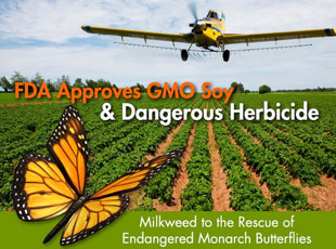 GE-crops-resistant-to-BT-toxin-or-glyphosate-are-killing-Monarch-and-bee-colonies