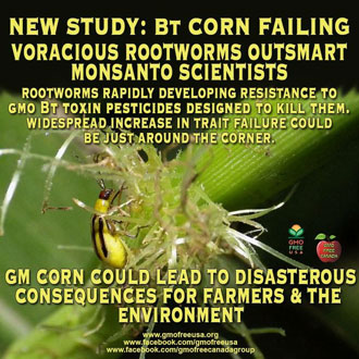 GMO-corn-rootworms-have-developed-resistant-to-Monsantos-toxic-Bt-toxin