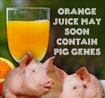 GMO-oranges-may-soon-contain-pig-genes-citrus-greening-health