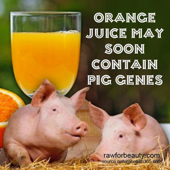 GMO-oranges-may-soon-contain-pig-genes