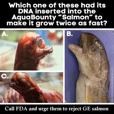 GMO salmon harms