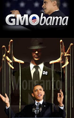 Monsanto-lobbyist-Barrack-Obama