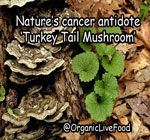 Turkey-Tail-mushrooms-have-cancer-fighting-properties-pharmaceutical-drug-companies-selling-drugs