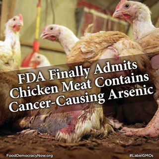 arsenic-in-chicken-feed