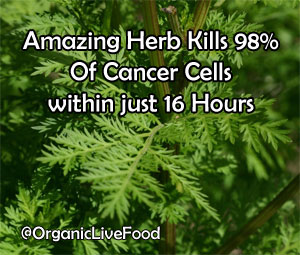 artemisinin-sweet-wormwood-chinese-herb-iron-can-kill-cancer-cell