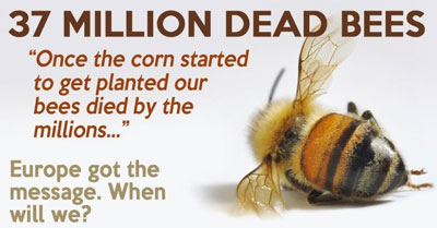 bees-found-dead-elmwood-ontario-canada-large-planting-gmo-corn-seed-treated-neonicotinoid-pesticides