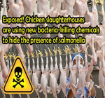 factory-chickens-bacteria-killing-chemicals-salmonella-health