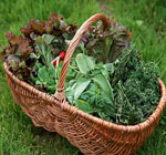 gardening-herbs