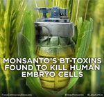 gmo-bt-corn-is-toxic-to-mammals-humans-biotech-lobby-FDA-congress