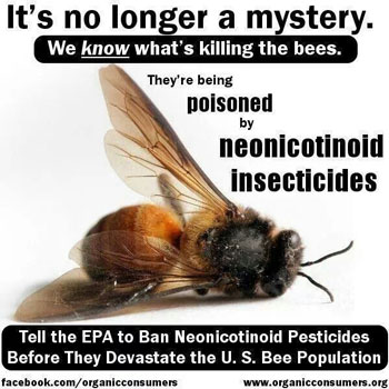 gmo-corn-treated-with-neonicotinoids-pesticides-manufactured-by-Bayer-Syngenta-kill-bees