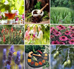 herbal-teas-health-benefits
