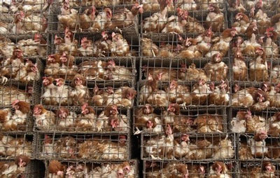 chicken-in-cages