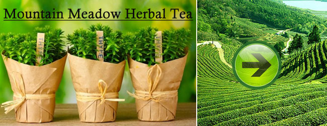 green-herbal-tea